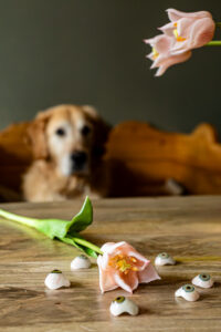 Verschillende oogprotheses op een houtentafel